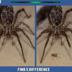 Spinne versteckter Unterschied